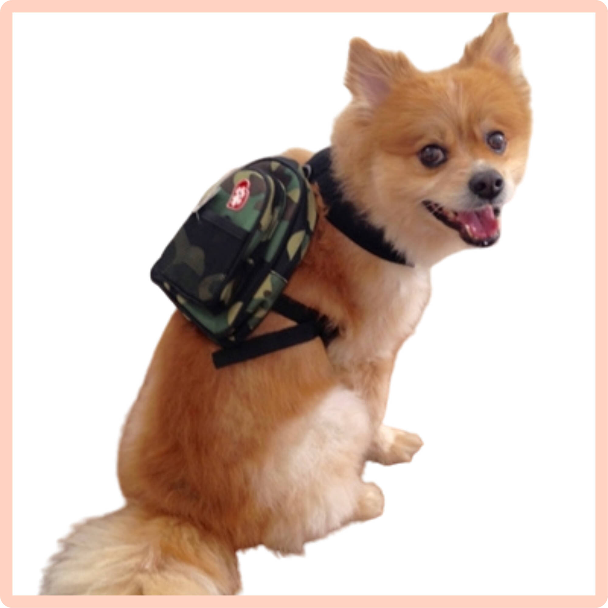 Dog with Backpack on